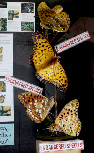 Endangered Butterflies Window Display