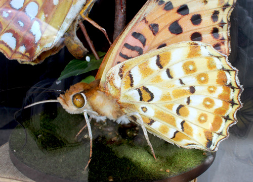 Model of an Australian Fritillary Butterfly