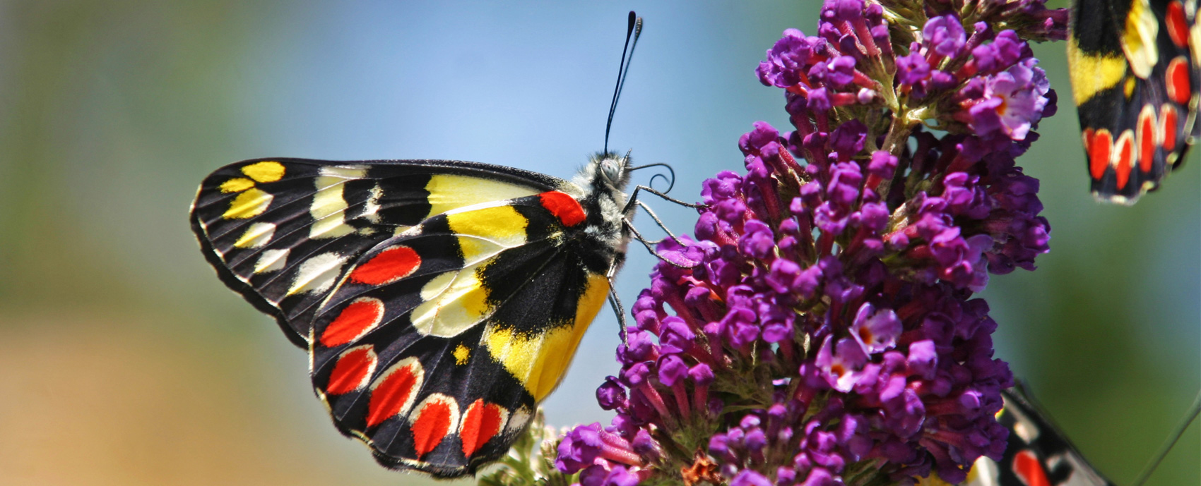 The Fantastic Butterflies Museum is coming soon!