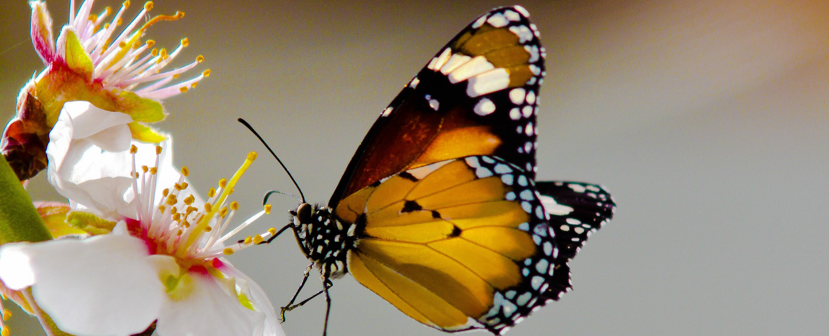 The Fantastic  Butterflies Museum is coming soon