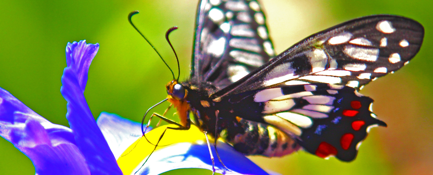 The Fantastic  Butterflies Museum is coming soon